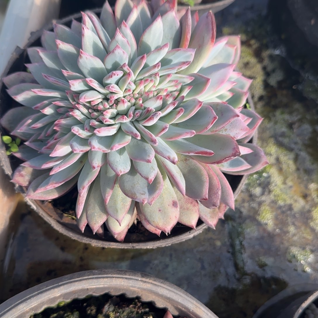 多肉植物多肉植物