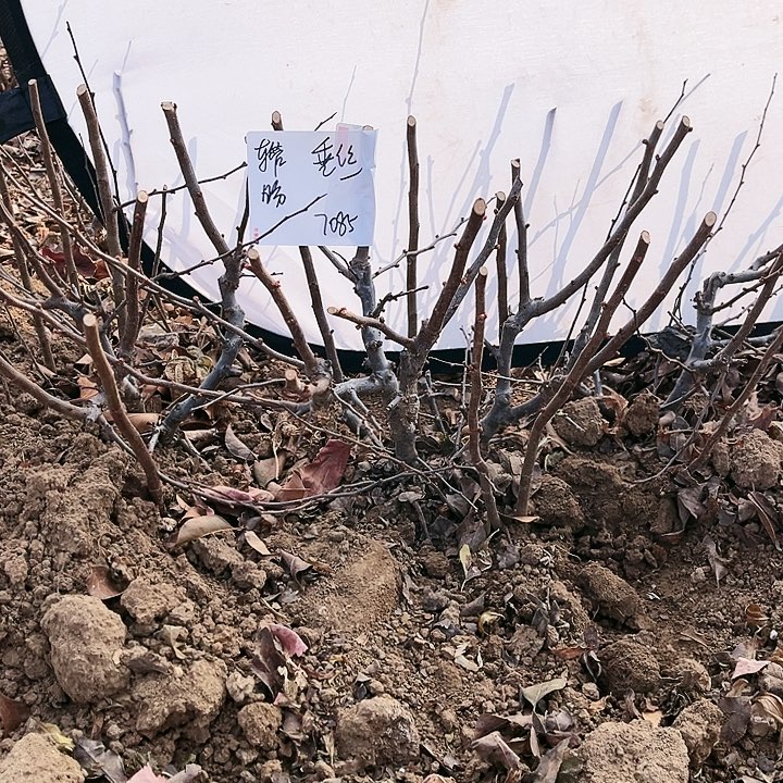 车***导无花朵无花朵无果实