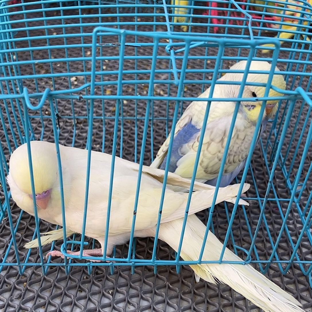 ****࿐虎皮鹦鹉虎皮鹦鹉