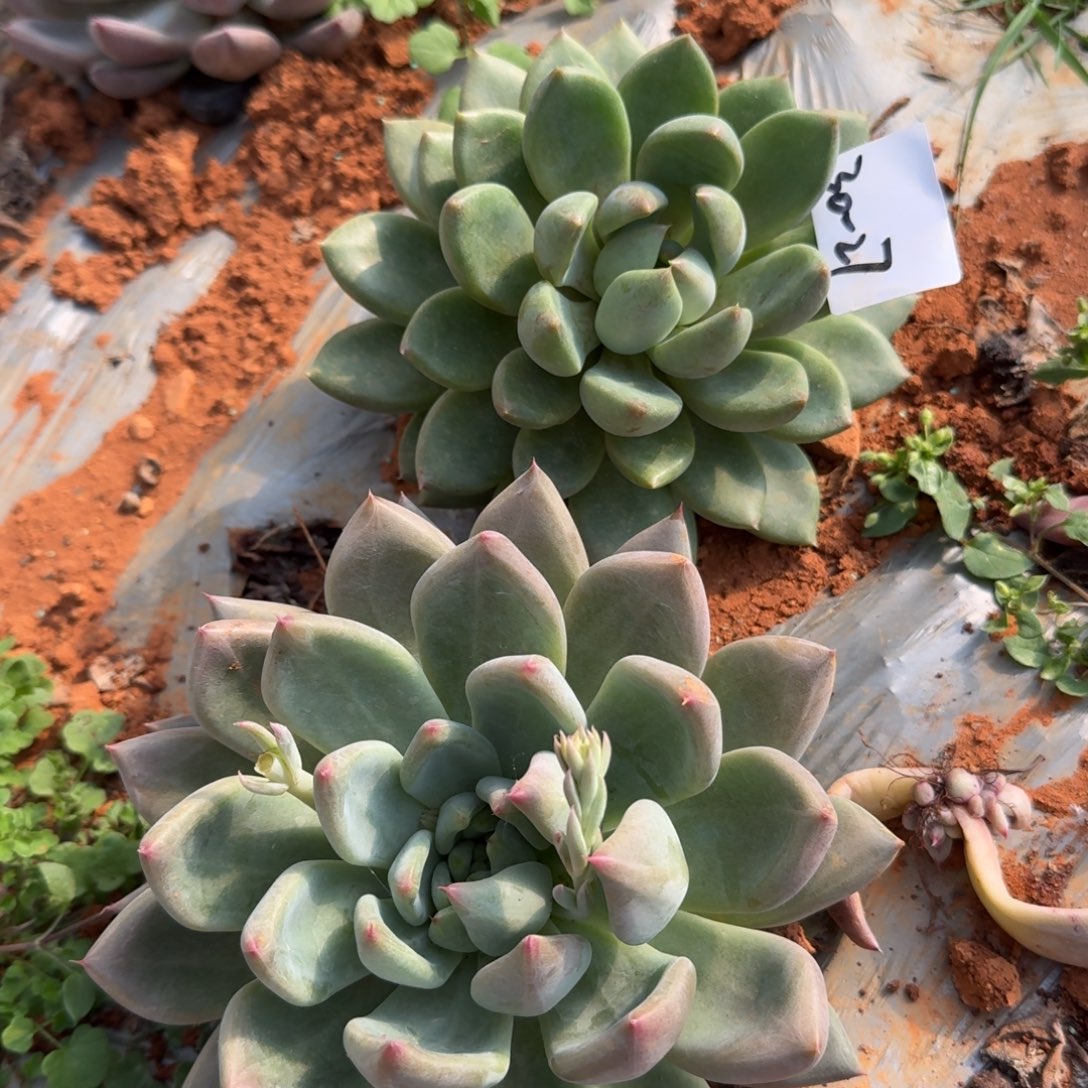 30-27红象牙一颗加婚戒一颗量拍的好