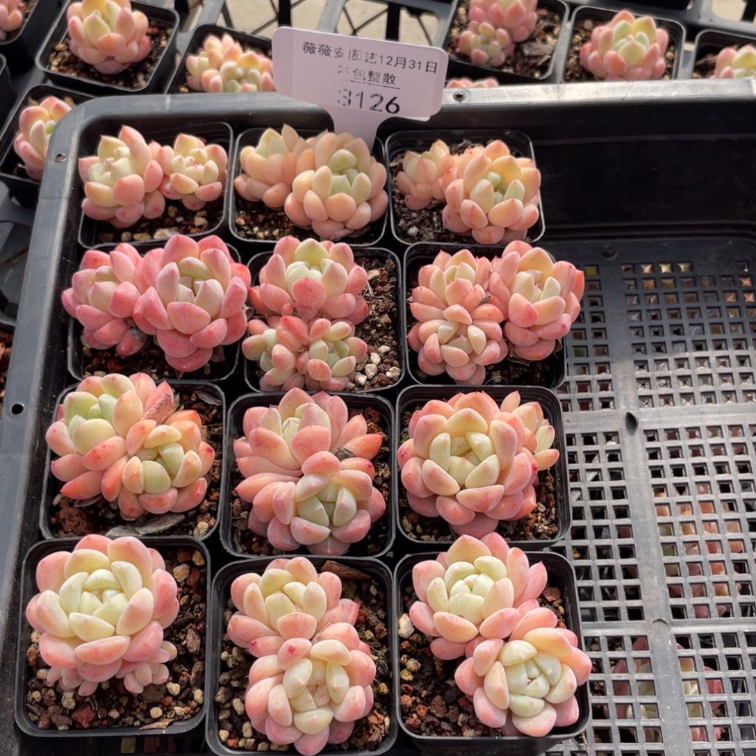 不包整散 盆子不售后3126