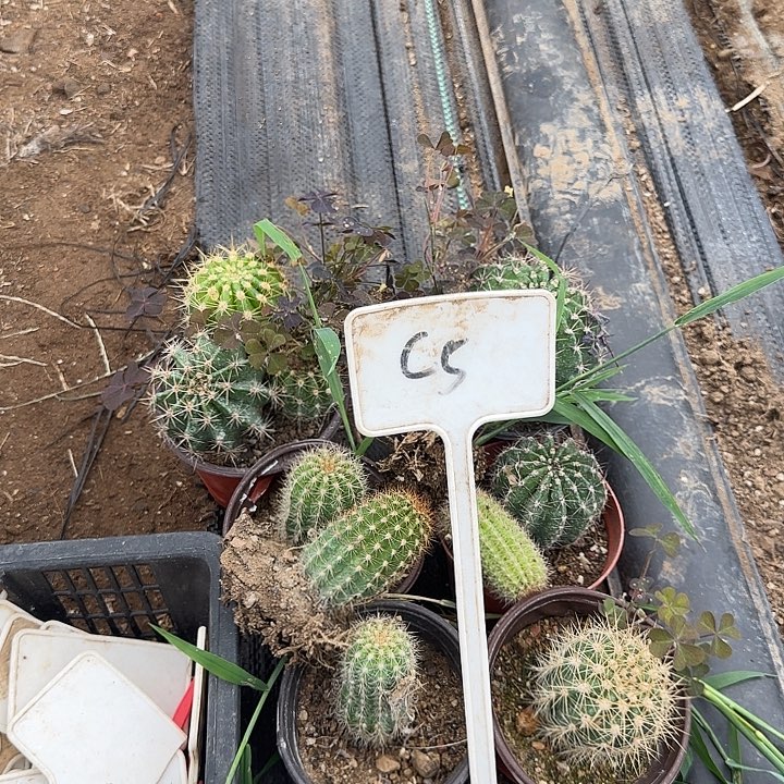 飞***姐C5毛花柱一组20的毛花柱