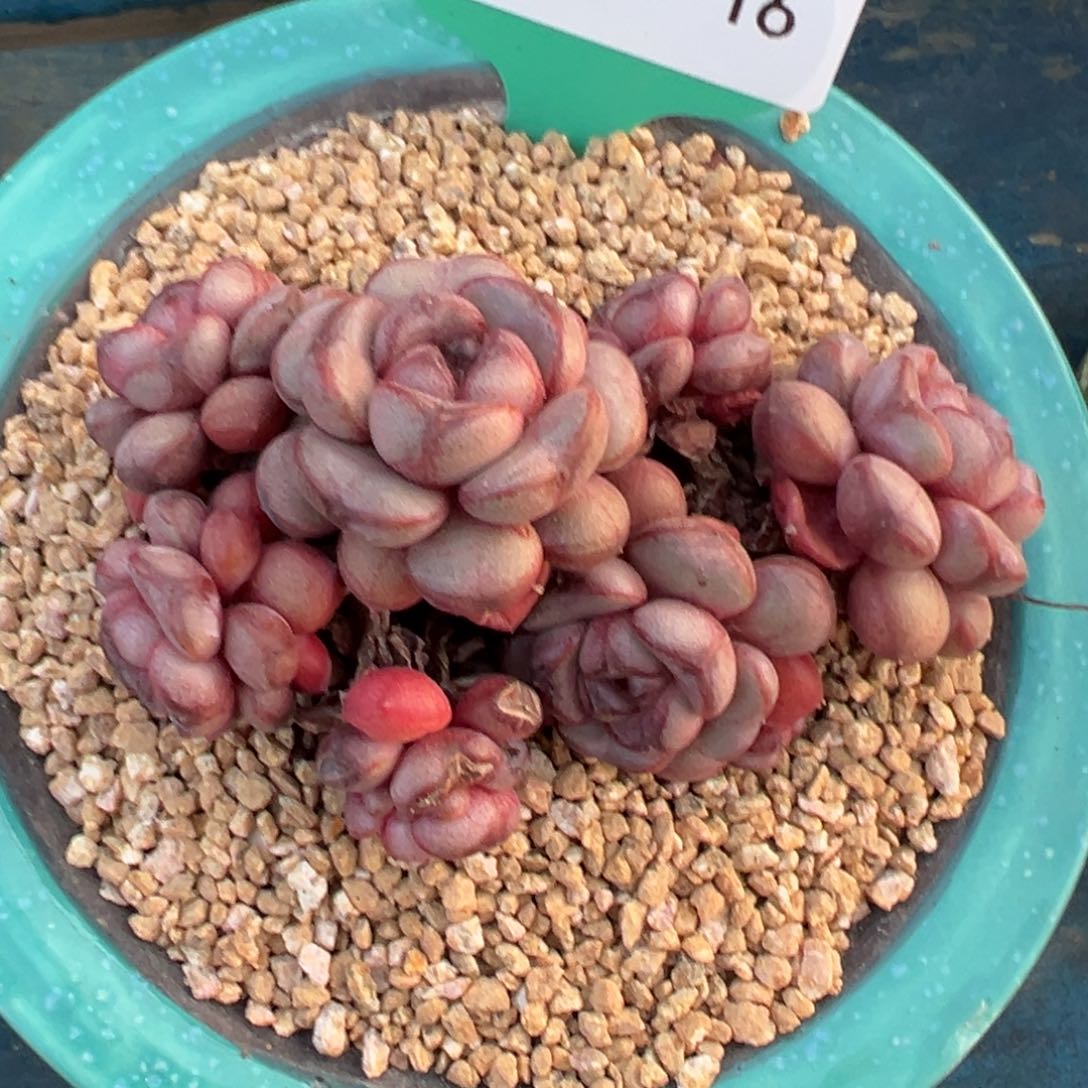 从前慢多肉精选编号0206.16