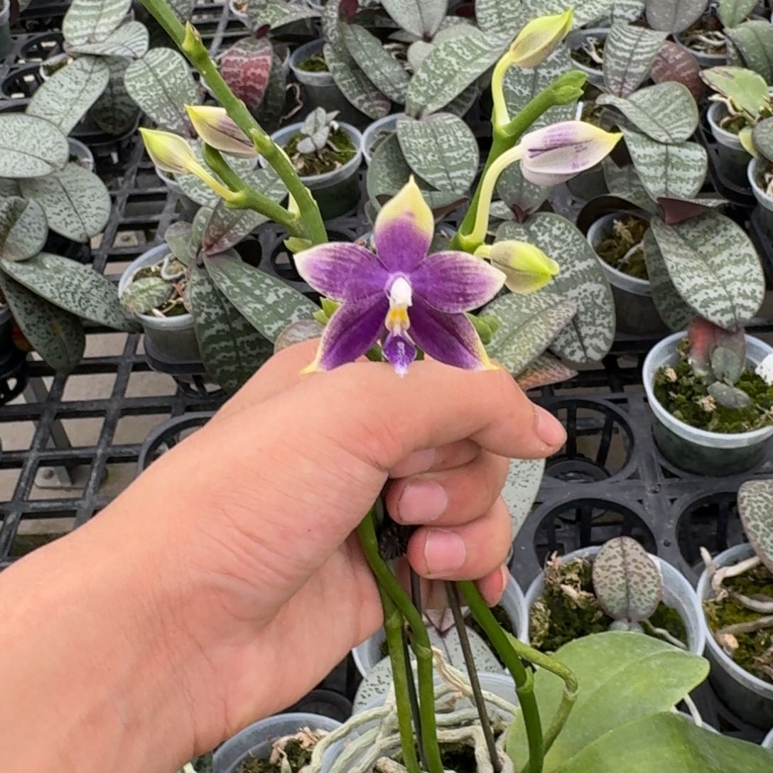 当前无花栽培后可以开花z2660 瑕疵三寸柳林3427