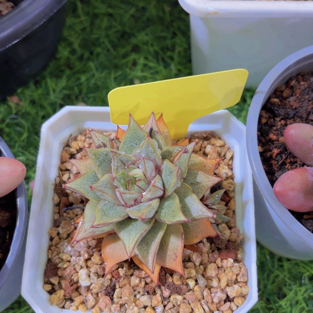 ❥****࿐我的小可爱们都好可爱