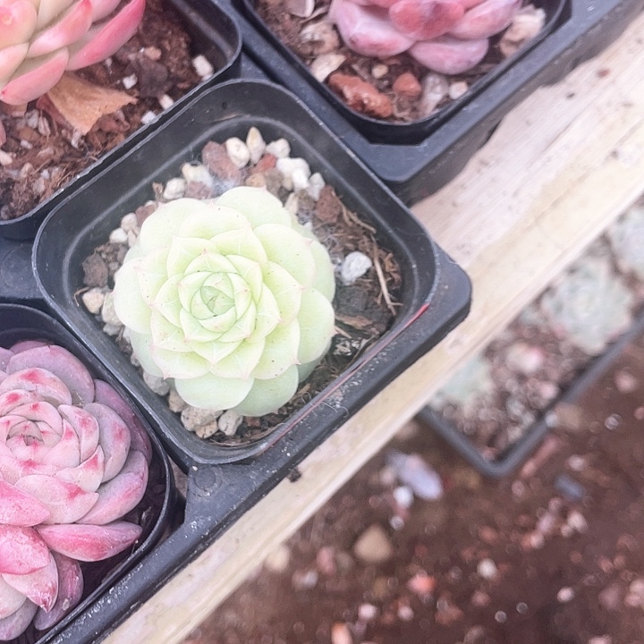 月光虾饺18.一盆