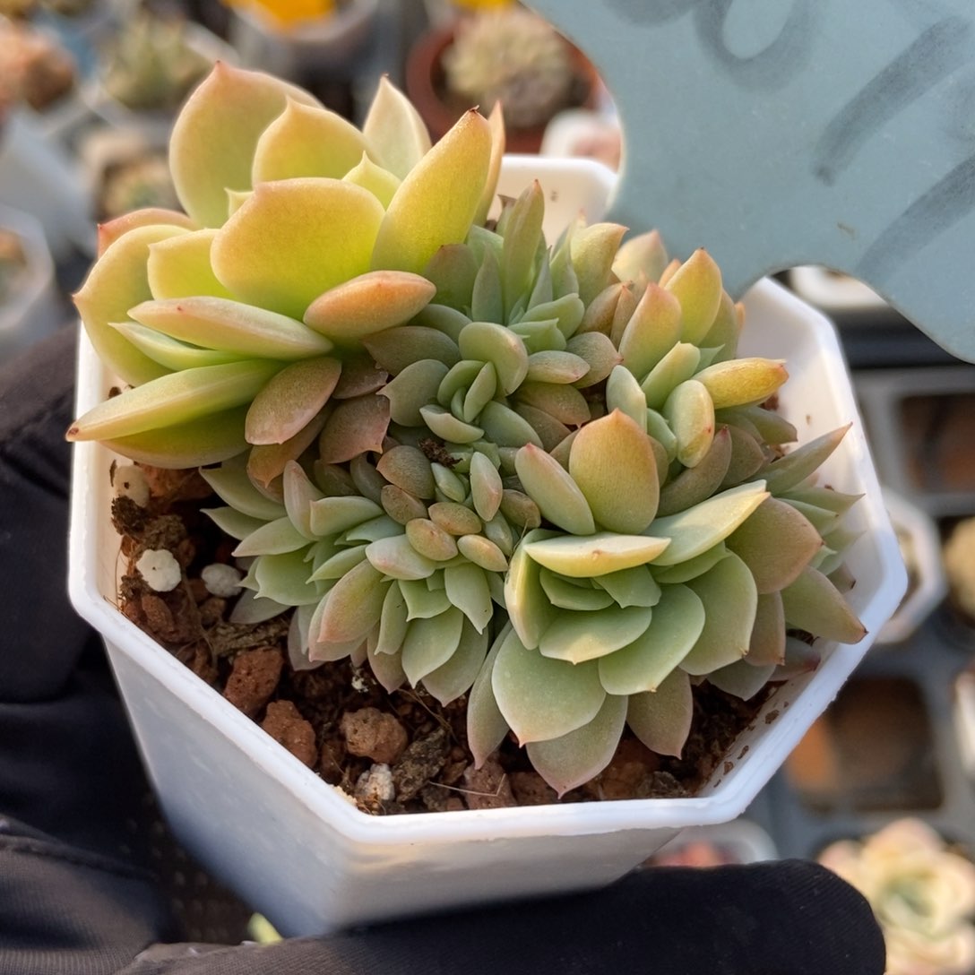 6079多肉植物保护研究所