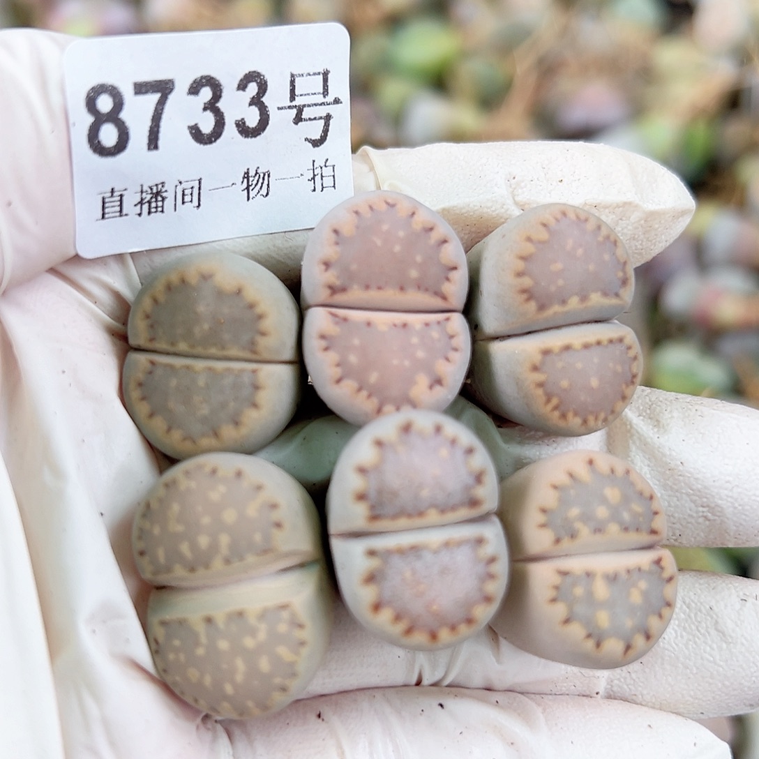 8733五年粉粉嫩嫩饼干6个2.2cm左右福利