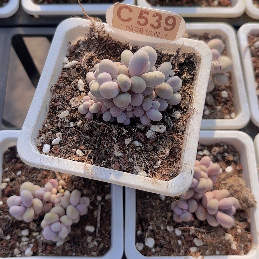 6***6C539奶酪一物语拍啊