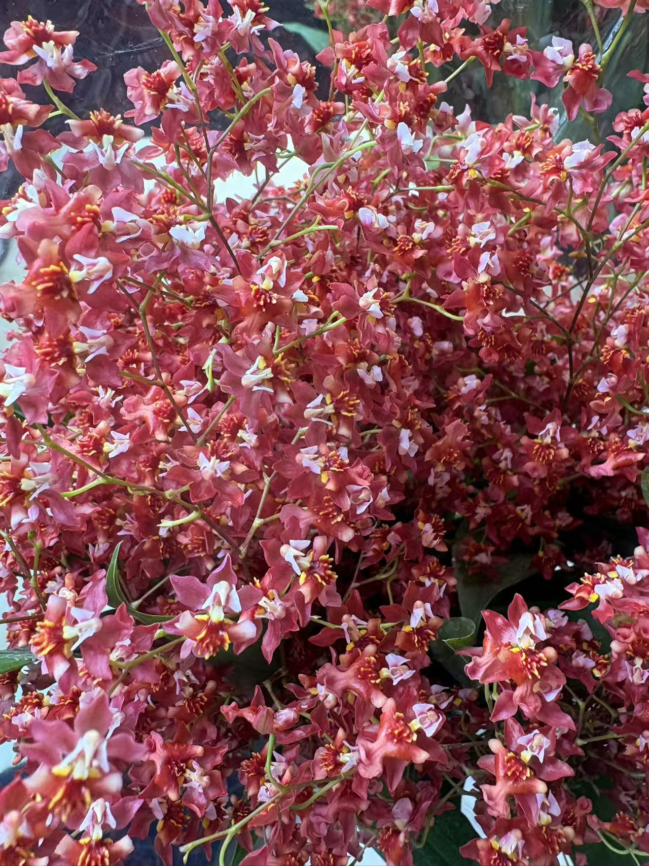 大盆香水文心兰开花《满堂红》一物一拍