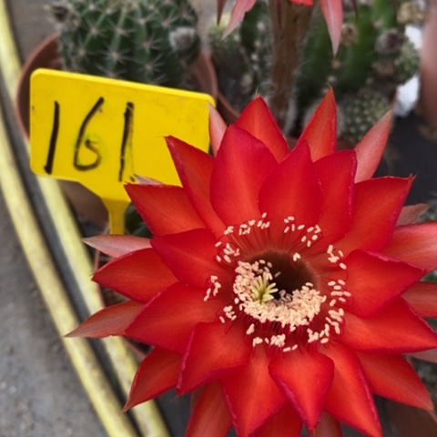 无花朵161号彩草仙人球！！！！！！