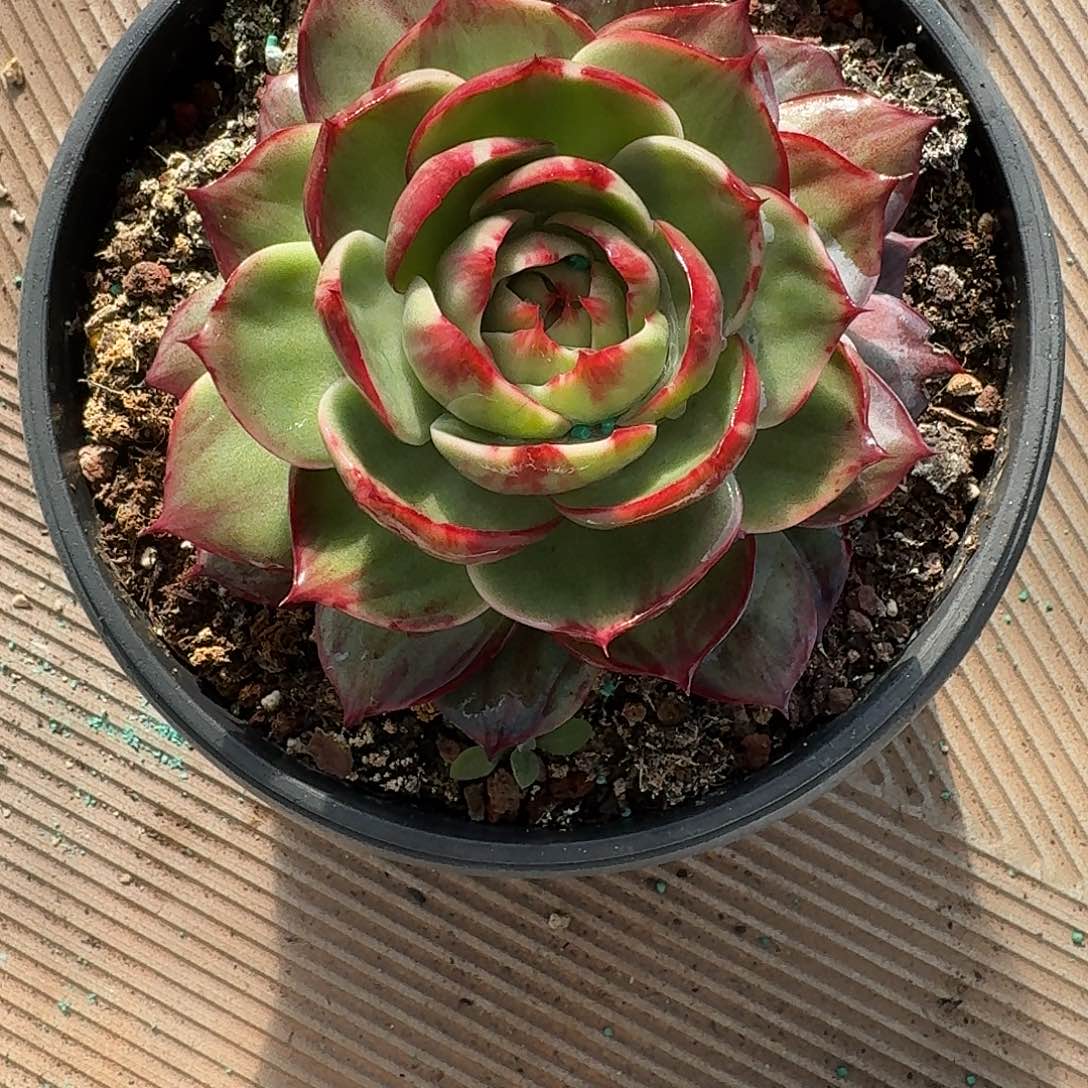 惊鸿仙子多肉植物