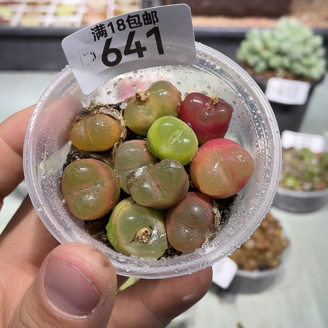 641当天凑满十八元包邮生石花