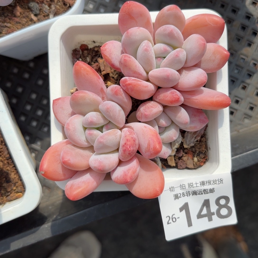 香水老桩多肉多肉多肉