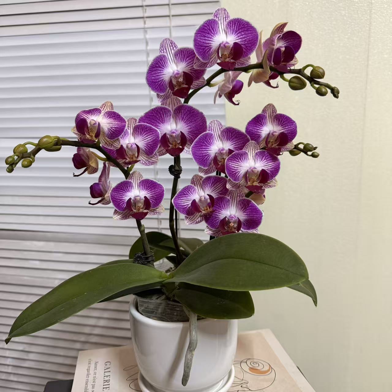 蝴蝶兰【富贵鸟】4支花剑 带花发货  广州源头基地直发