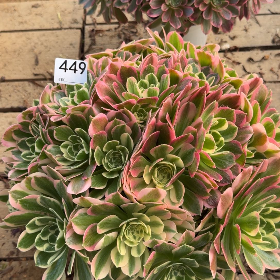 449白凤多肉植物