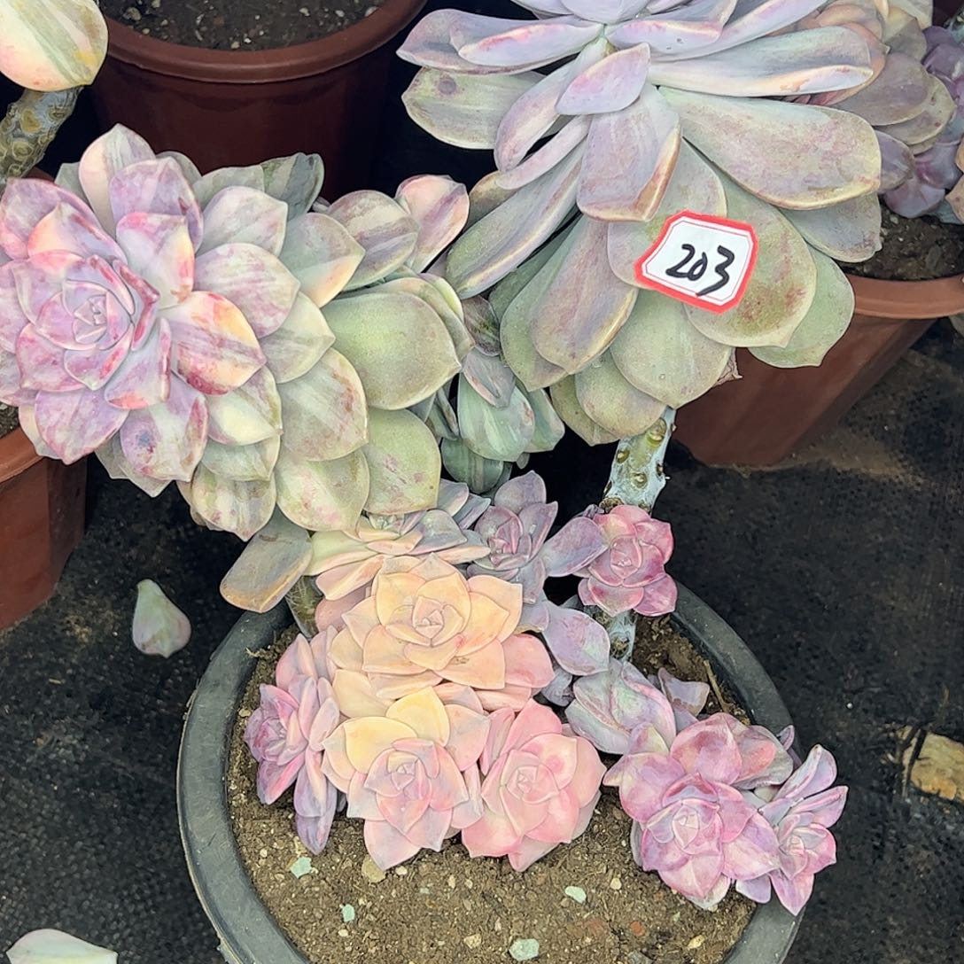 203紫乐锦，一物一拍