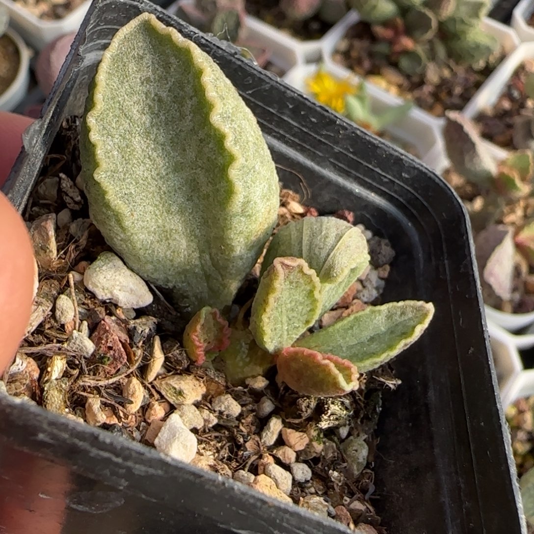 鲍鱼水泡多肉植物