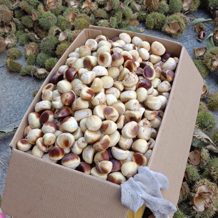 罗田板栗花白皮板栗泡沫箱加冰袋5斤