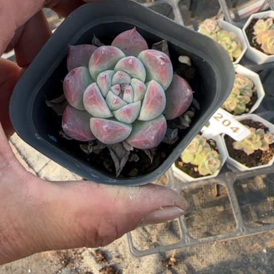 124阿尔巴佳人多肉