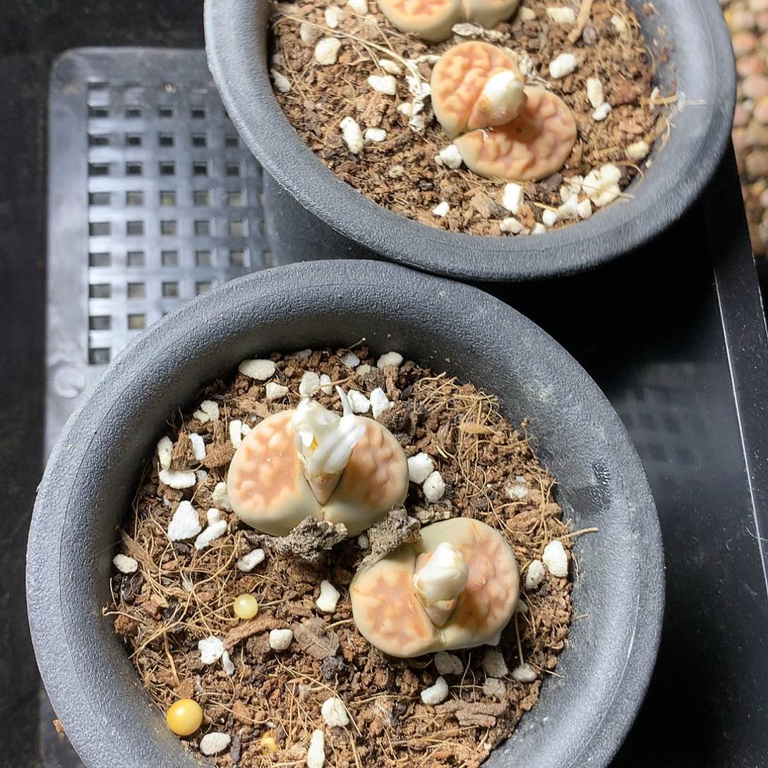 不****T192多肉植物保护