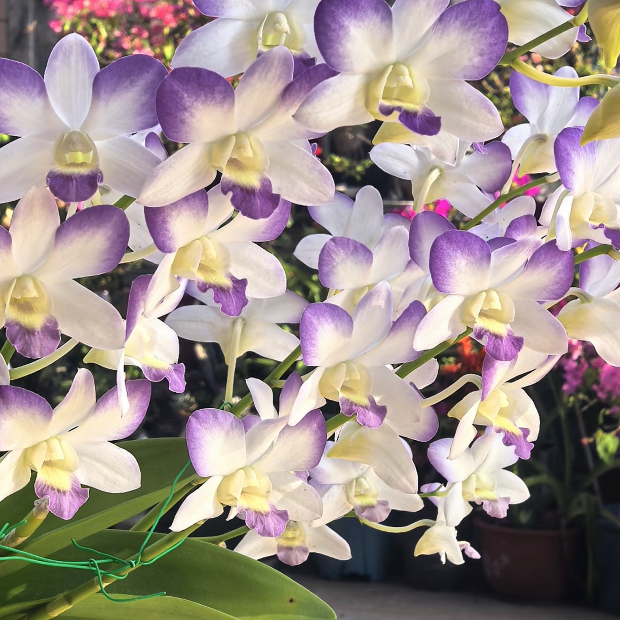 贵夫人【 一物一拍秋石斛 】 爆花耐寒好养护 云南鲜花绿植