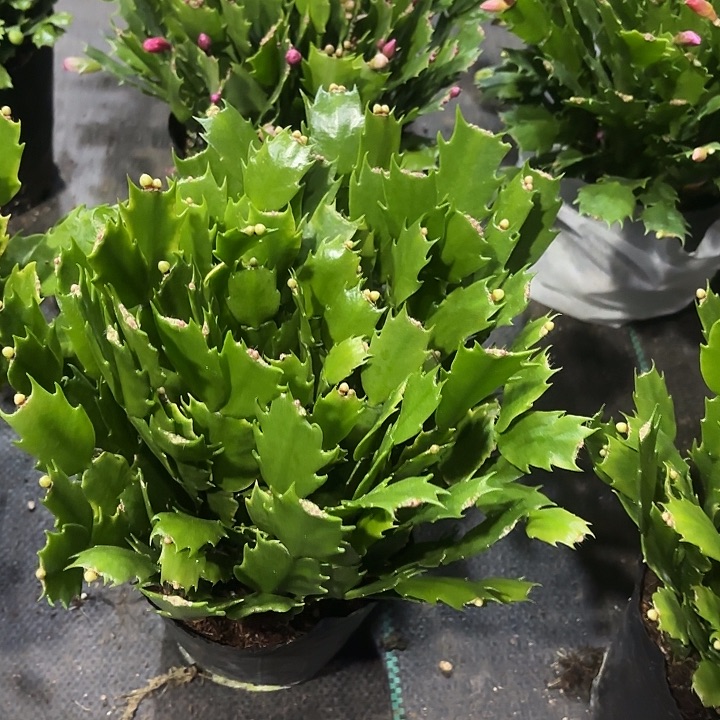 畅***享当前无花栽培后可以开花