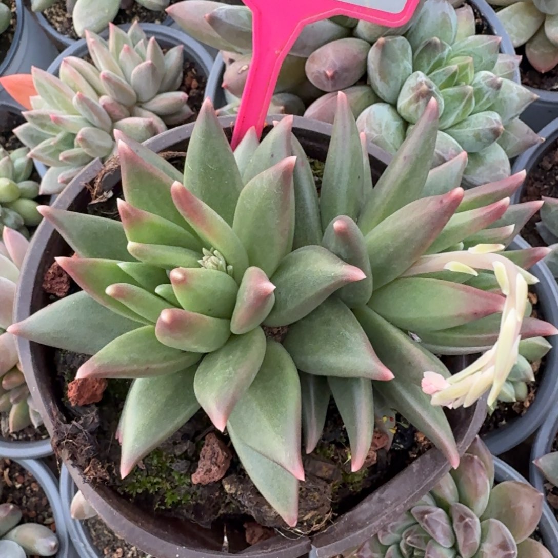 布丁一物一拍238.