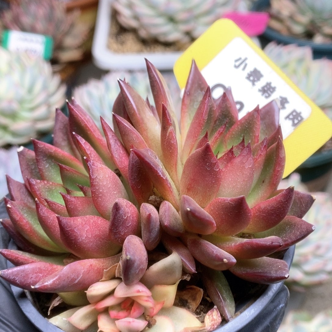 144锦锦锦锦锦锦锦