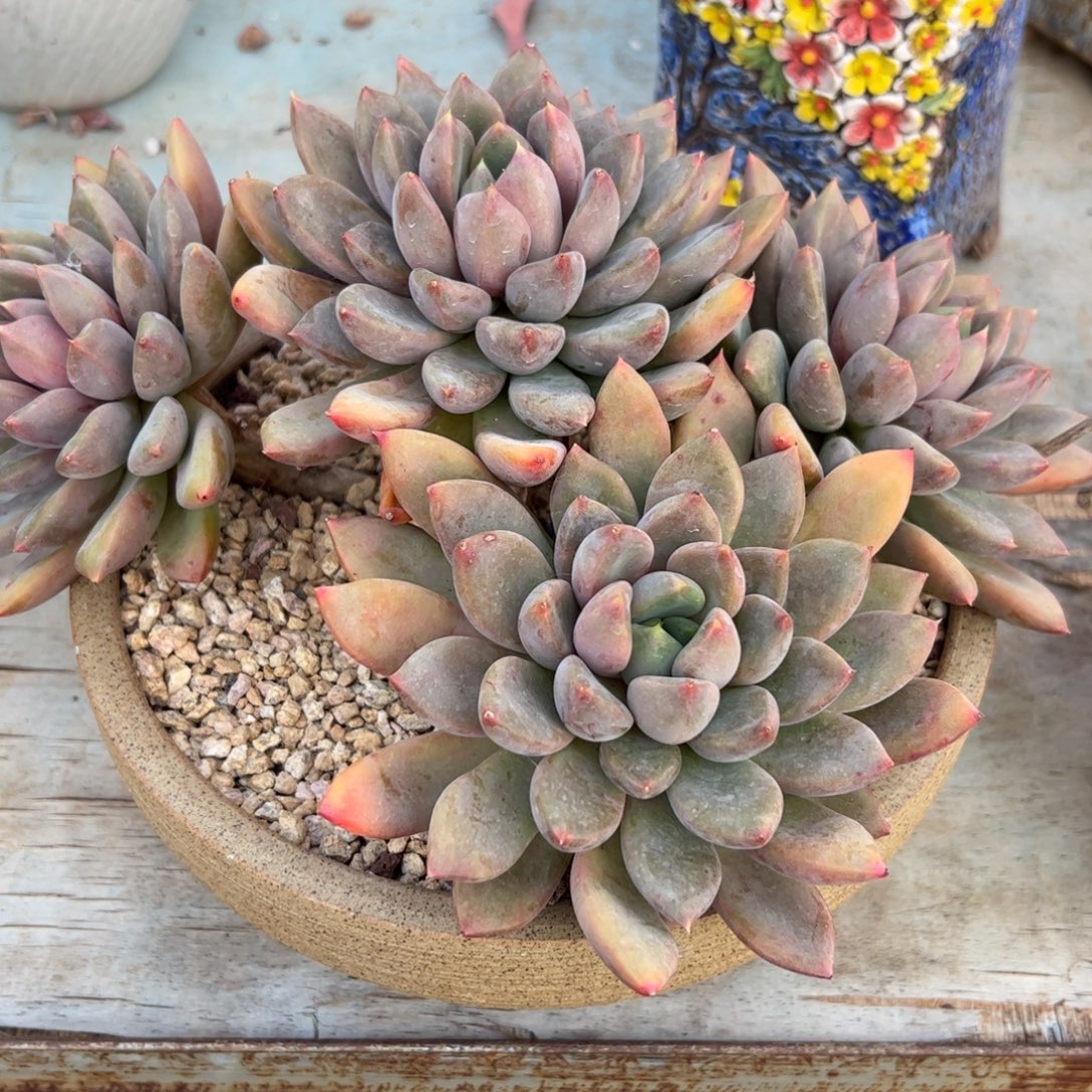 象牙28 零零多肉植物