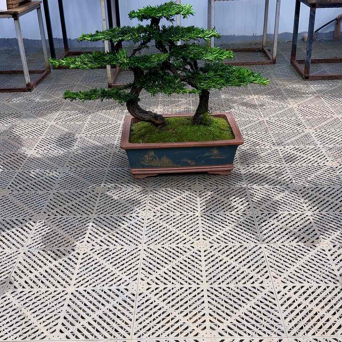 盆景米叶罗汉松盆景