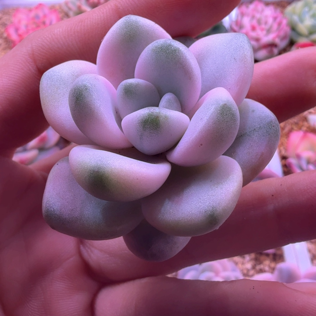 花瓣鹿锦 可嫁接 