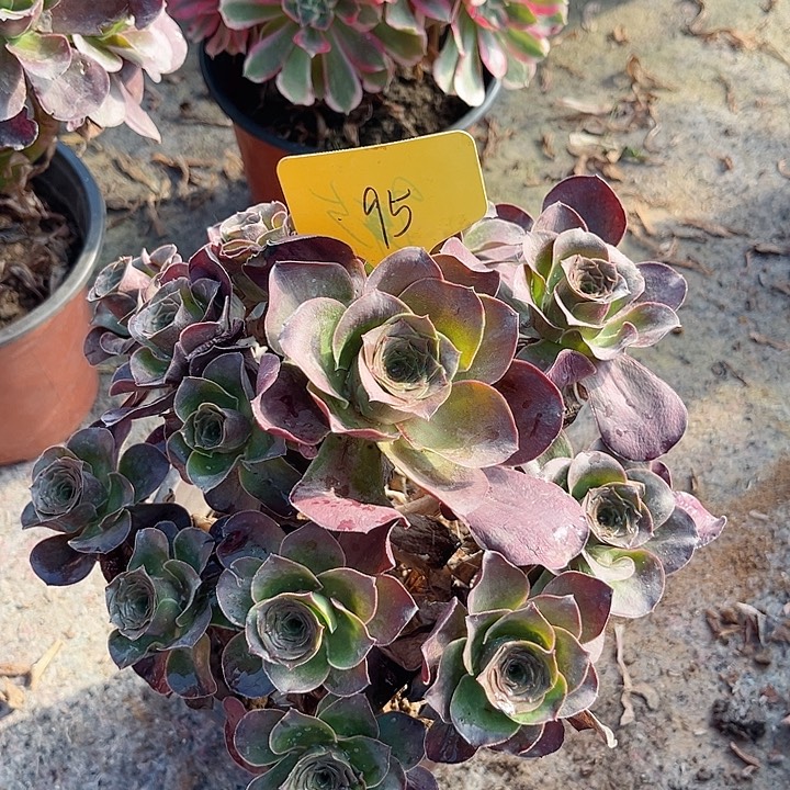 95一颗媚金玫瑰法师