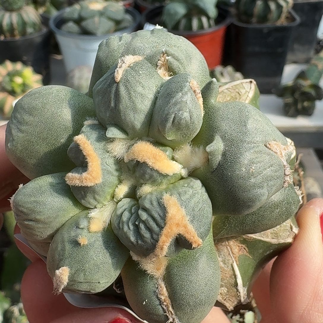 无花朵蝴蝶连瓷变尤蛋027