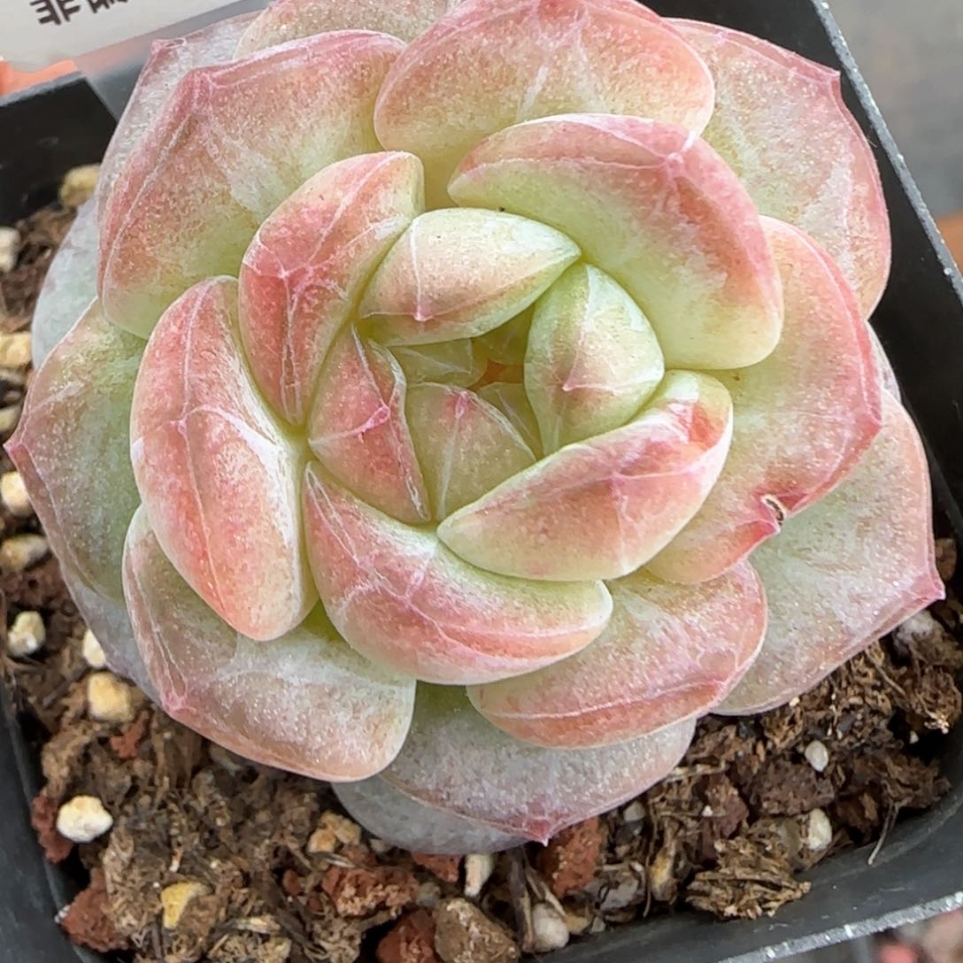 127东篱下多肉植物盆栽