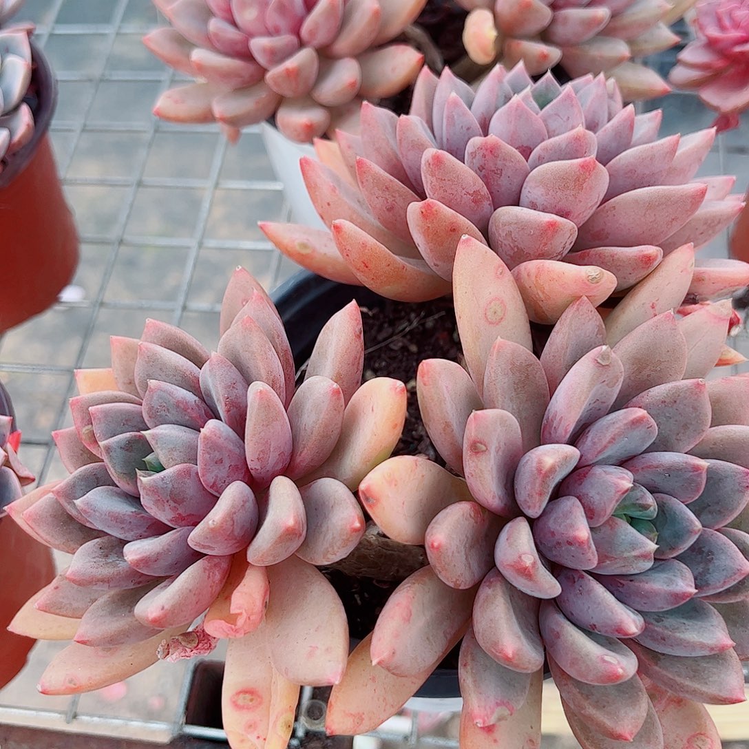 红象牙多头群生老桩特价