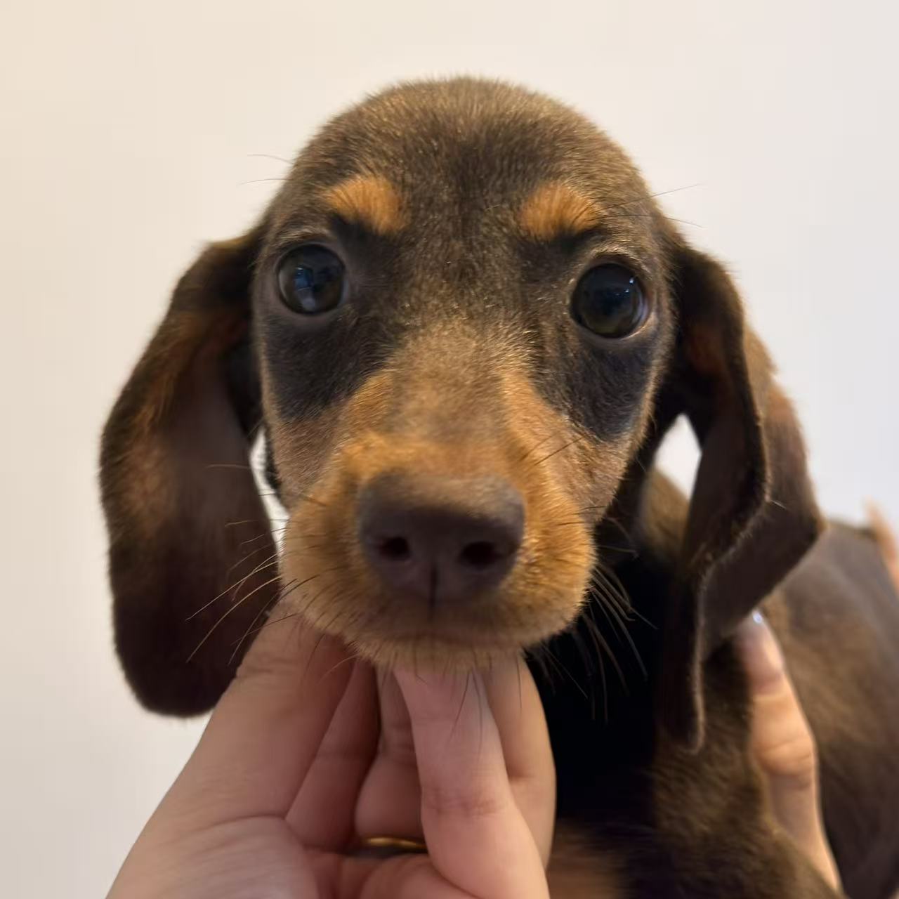 （双十一）mm短毛巧金家庭繁育腊肠犬家庭犬