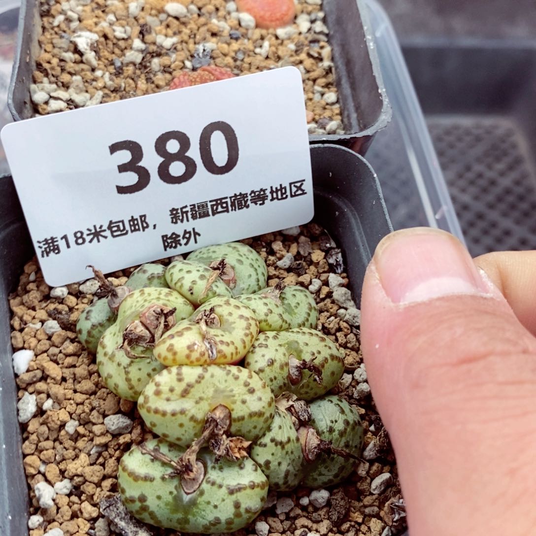 我的小姐姐们都380