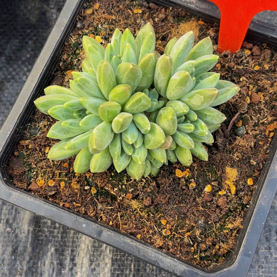 2431下午多肉植物群生