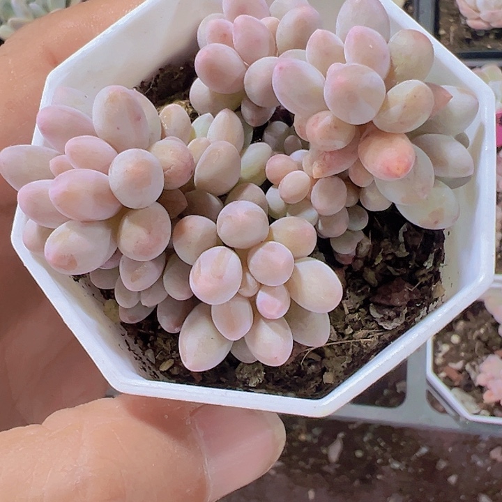 婴儿手指精品多肉植物