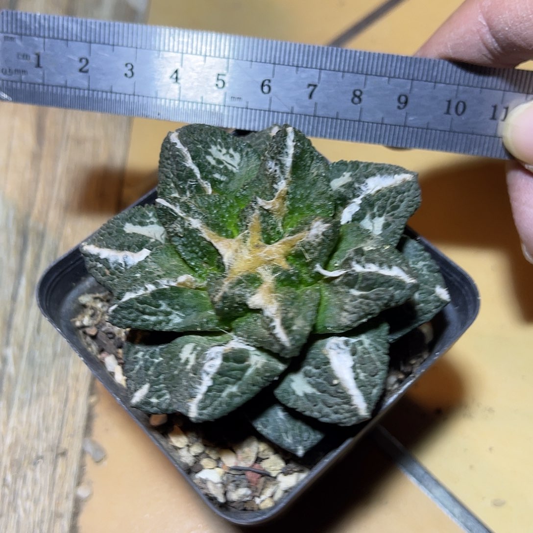 牡丹一物一拍下单包邮