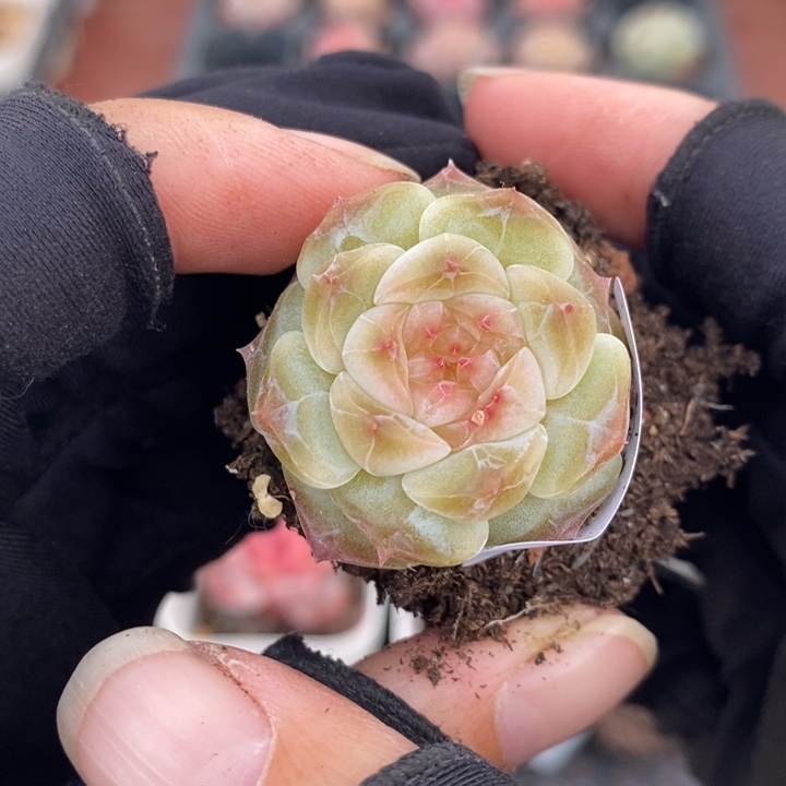 万***乙1213-575，冰魄多肉