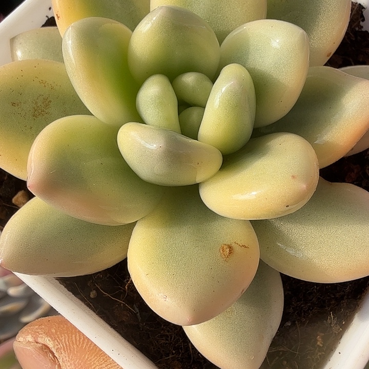 新香水锦复伦多肉锦