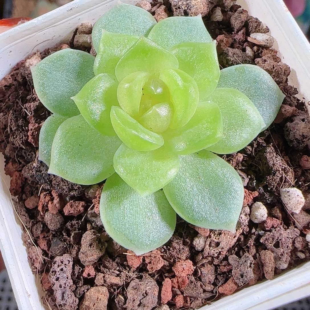 1024--315碧琉璃麦秆不包整