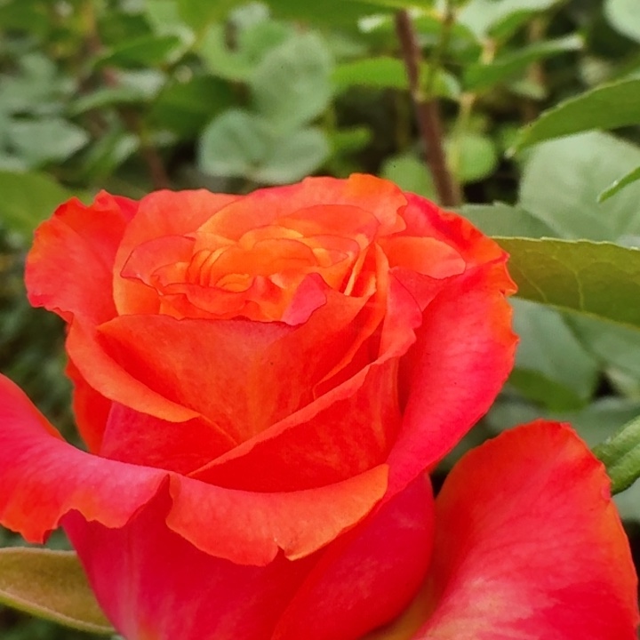 无花朵牙买加小苗