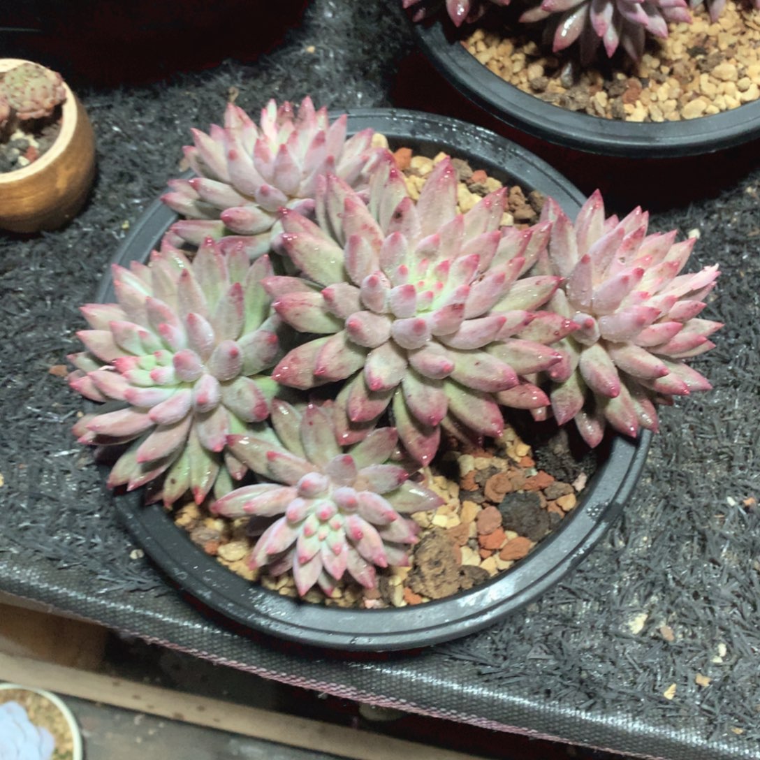 多肉植物多肉植物