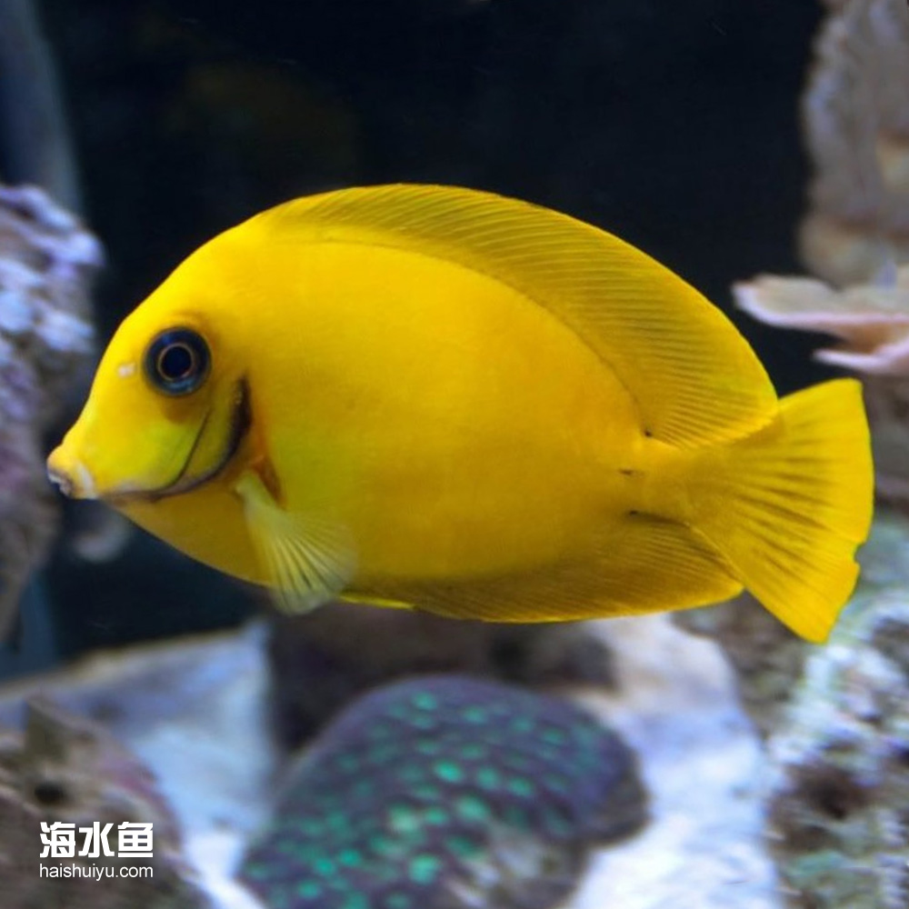 黄吊 海水观赏鱼