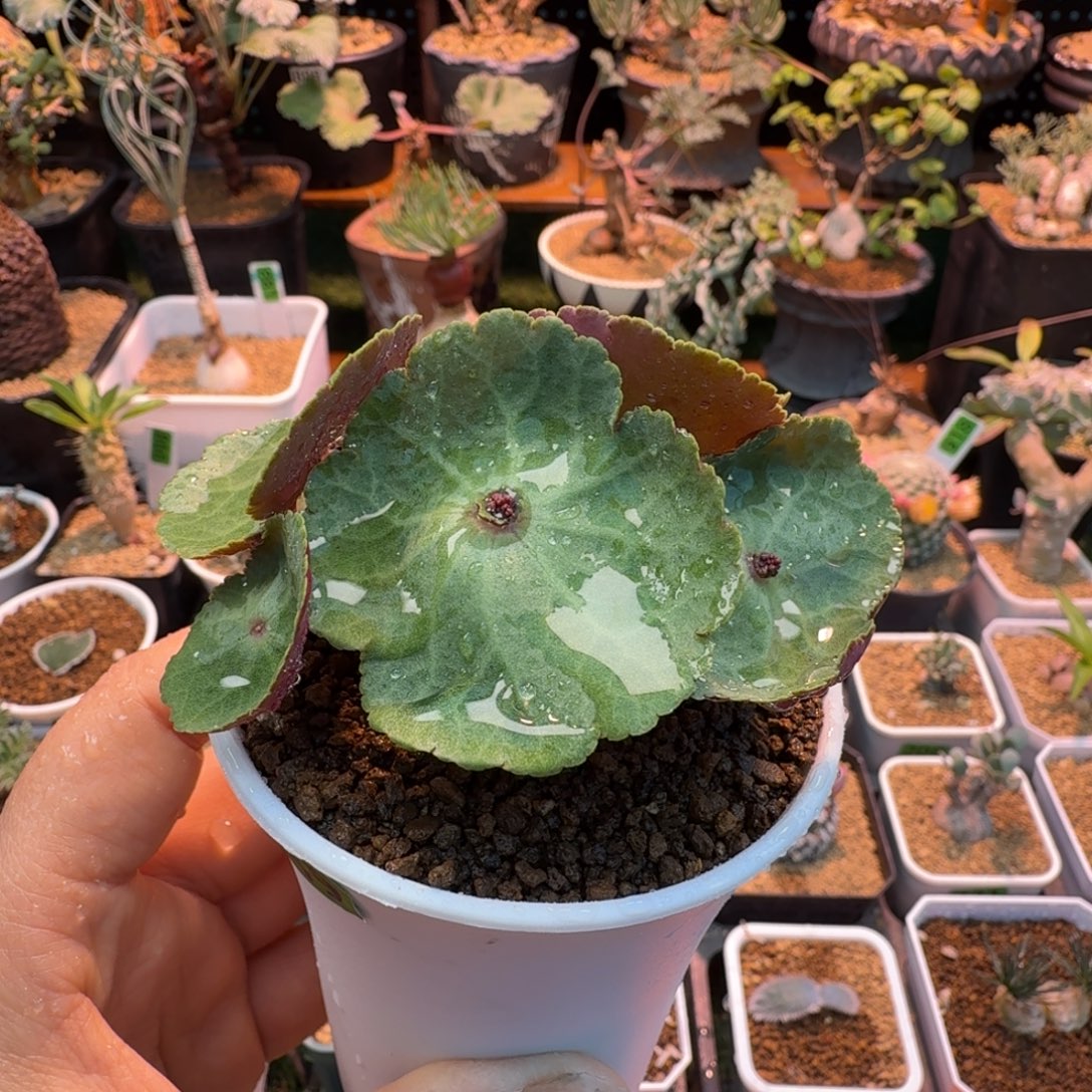 小雨伞249 仙人球