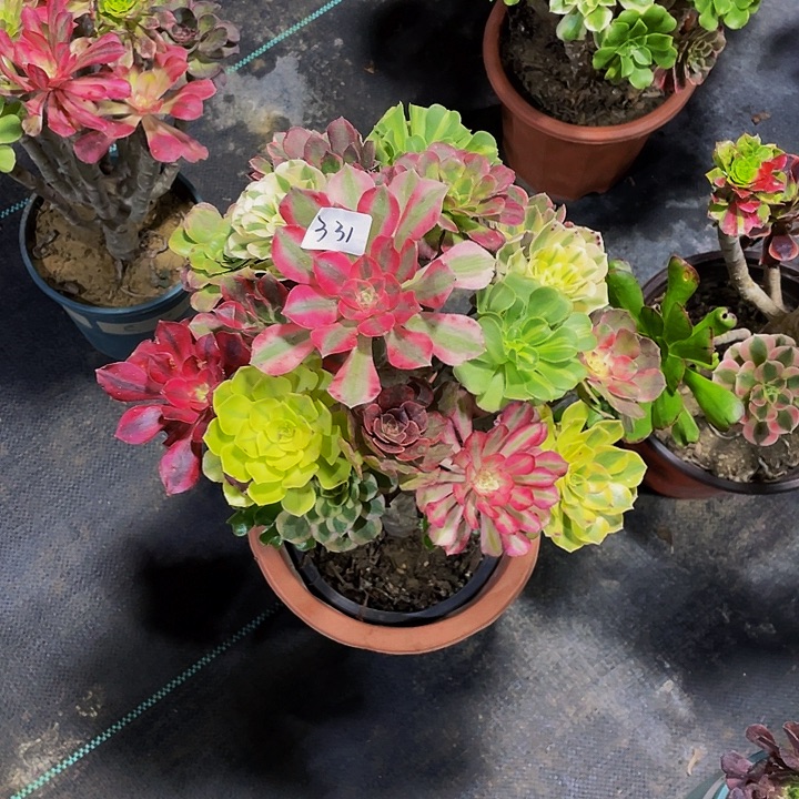 大***光架接0000000000331号