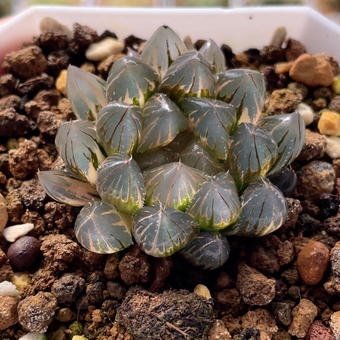 13霓虹灯 十二卷多肉